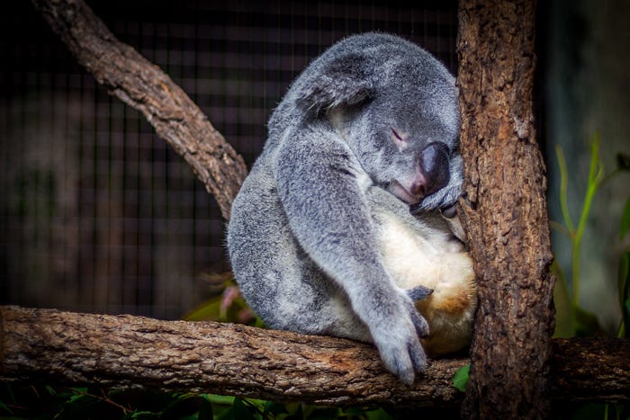 a animal sleeping on tree